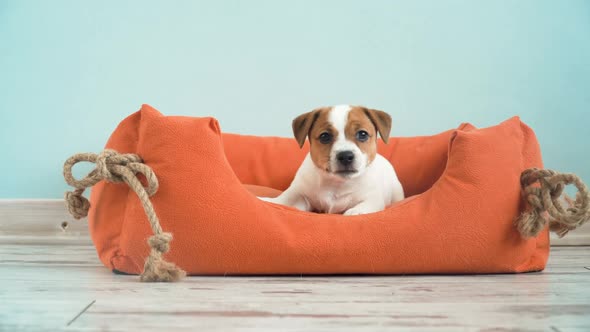 Cute Puppy Jump in a Couch