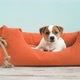 Cute Puppy Jump in a Couch - VideoHive Item for Sale