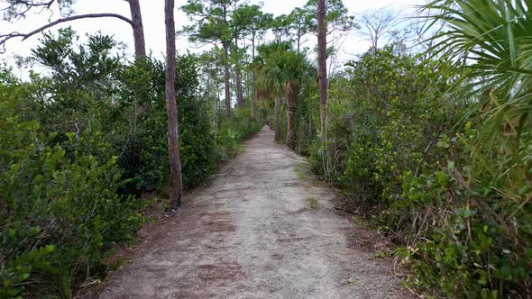 A smooth walk down a trail on a South Florida hammock