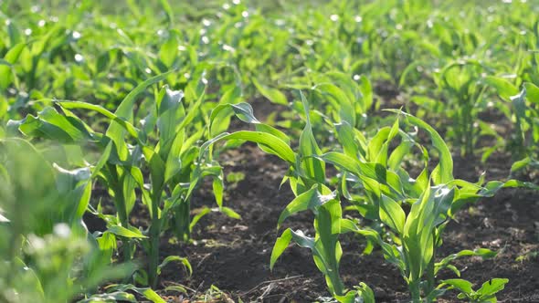 Young Corn Plantation in the Field