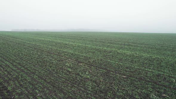 Aerial View of Bright Green Agricultural Farm Field with Growing Rapeseed Plants