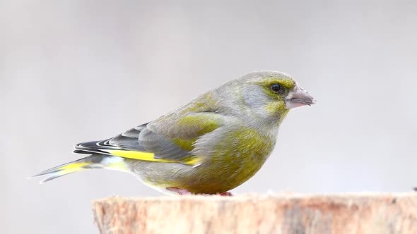 European Green finch (Carduelis chloris) on the winter bird feeder