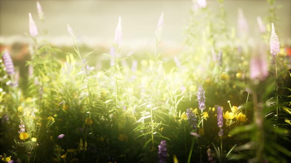 Wild Flowers in the Field