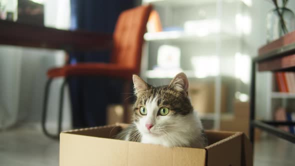 Cat Sitting in Cardboard Box in Living Room