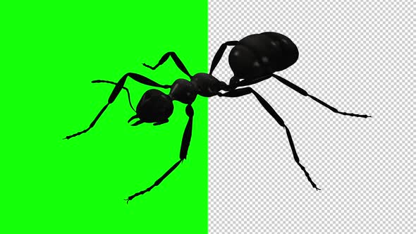 Black Ant - Crawling Loop - Side View - Transparent and Green Screen