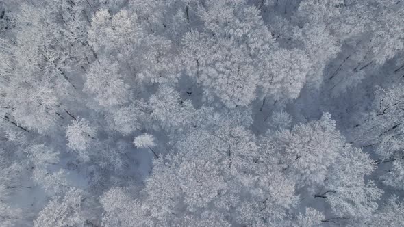 Bird'seye Top Down View of Snow Covered Forest and Frosty Tree Tops