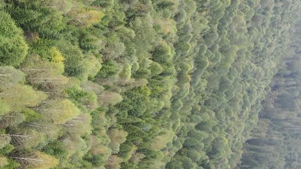 Vertical Video Aerial View of Trees in the Forest