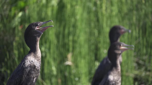 Close view of three neotropic cormorants gular fluttering to cool off