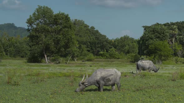 Two Buffaloes Eating Fresh Green Grass With Birds Flying Around Them - Medium Shot