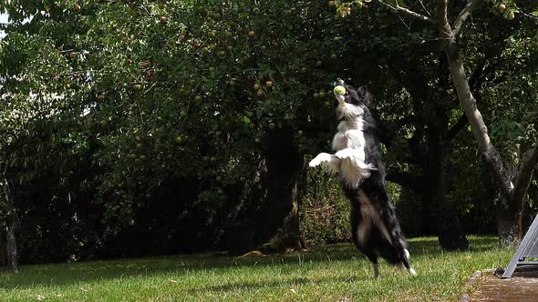 980131 Border Collie Dog walking on Grass, Playing Ball, Slow motion