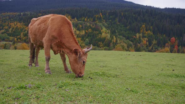 Wild cow eating grass on the meadow