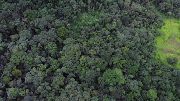 rainforest deflorestation aerial footage