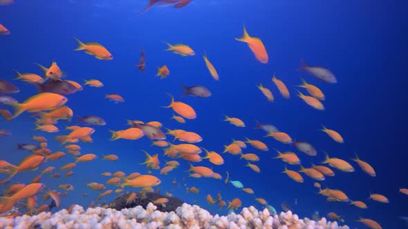Underwater Tropical Corals Reef