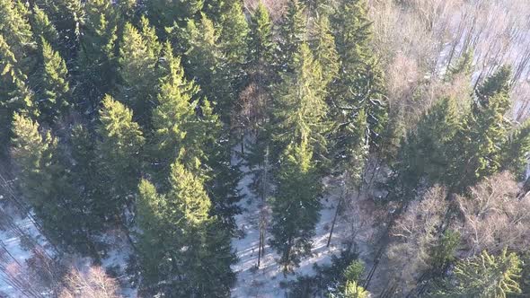 Conifers and birches in winter mixed forest, aerial view