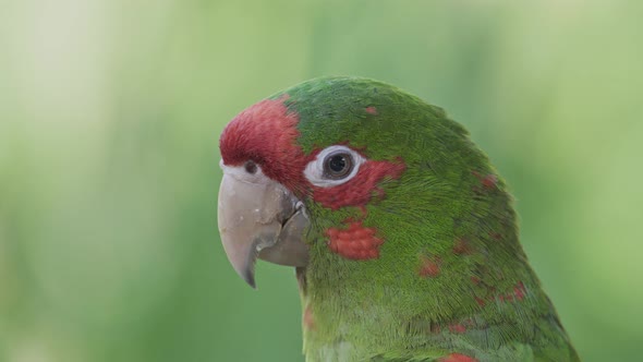 Side close-up of head of mitred parakeet with blurry green background