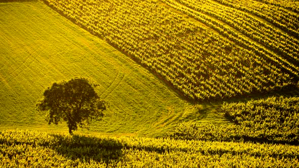 Vineyards At Sunset, Jura Region France. Timelapse