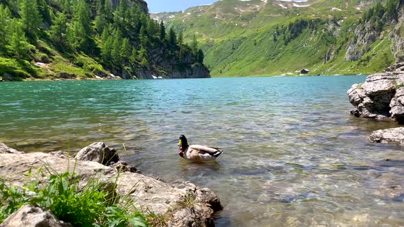 Low angle shot of wild duck resting on shore of idyllic lake between Alp Mountains in summer