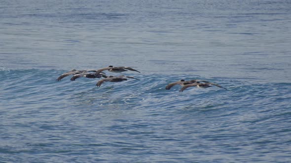 A flock of pelicans fly over the Pacific Ocean.