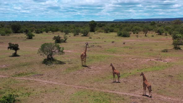 Safari Giraffes in African