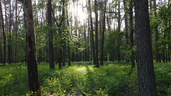 Wild Forest Landscape on a Summer Day