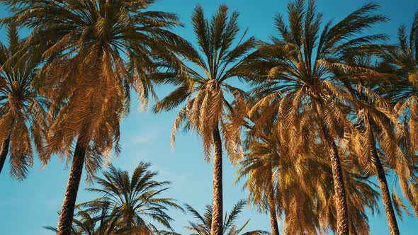 Exotic Tropical Palm Trees at Summer View From Bottom Up to the Sky