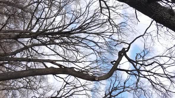 Vertical Video of the Forest with Trees Without Leaves