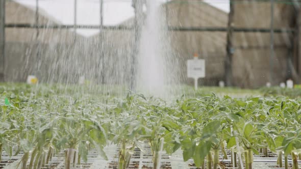 Slow motion of automatic irrigation of young plants in a large industrial nursury