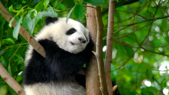 Giant Panda Bear Cub on a Tree