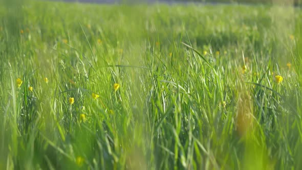 Green Grass and Flowers Background