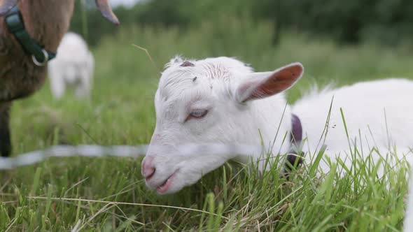 Young goat resting, chewing cud, annoyed by fly. More goats in background.