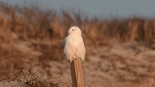 Snowy Owl Video Clip 