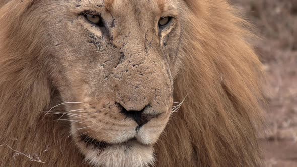 Close-up of face of adult male lion with large mane on lookout