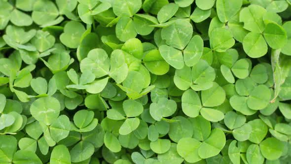 Irish Clover Grows on the Ground As a Natural Background Slow Motion