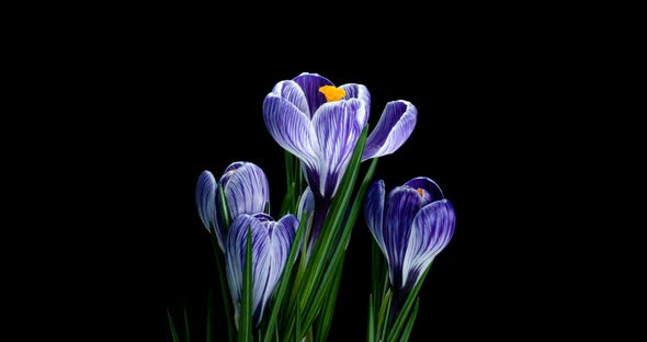Timelapse of Several Violet Crocuses Flowers Grow, Blooming and Fading on Black Background
