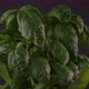 Basil Plant Spinning On Black Background - VideoHive Item for Sale