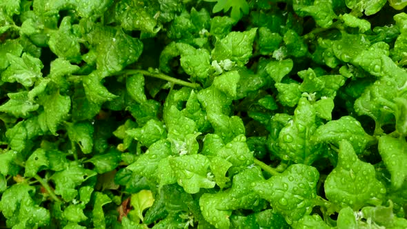 Organic spinach plantation seen from above, up close.Right Pan. Vertical shoot.