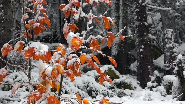 Orange Autumn Leaves Under Snowfall in the Forest