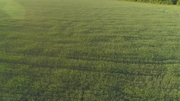 Aerial Video of an Agricultural Field with Wheat