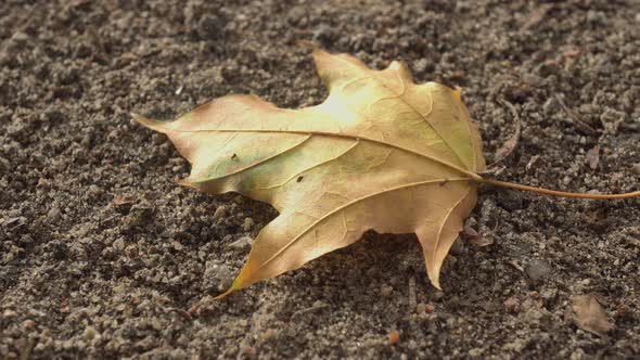 Autumn Leaf On Earth Slider Shot