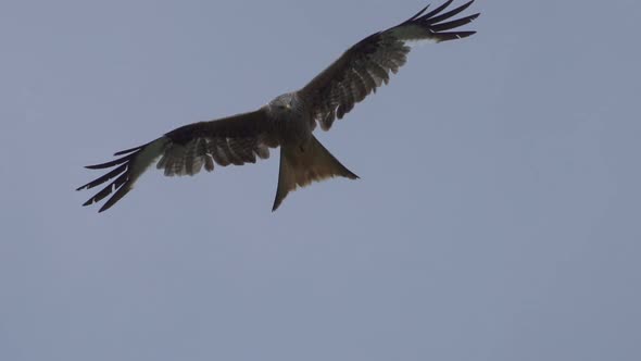 Incredible tracking shot of sliding red kite bird observing the area from the air