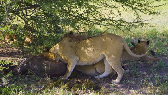 wild lion pride eats in the wild among green trees and green grass on safari in Africa