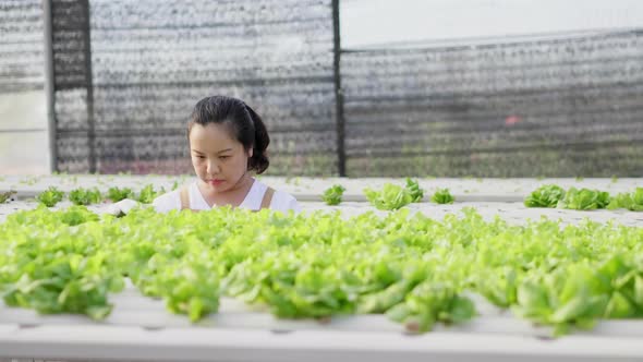 Front view of Asian farmer growing hydroponic vegetables in a hydroponic farm