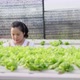 Front view of Asian farmer growing hydroponic vegetables in a hydroponic farm - VideoHive Item for Sale