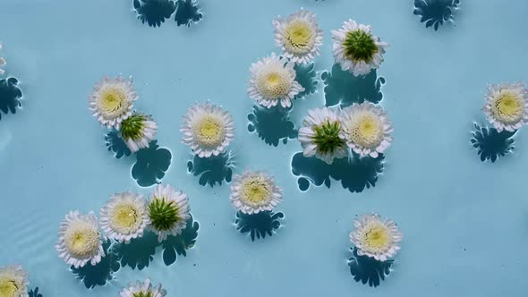 White Chrysanthemum Flowers on Water Surface and of Waves on Blue Background