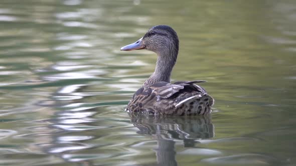 Duck (Anas platyrhynchos) floating on the water. Slow motion