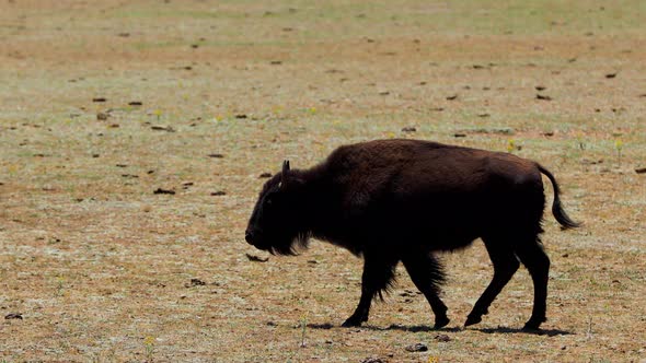 A herd of bison in Arizona