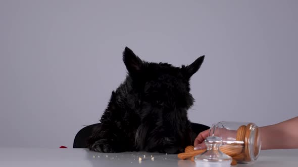 The Scottish Terrier Sits at the Table and Eats Cookies That Fell Out of a Glass Jar
