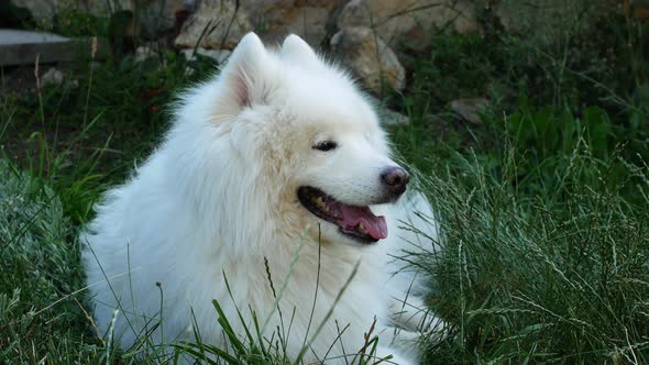 A beautiful white Samoyed dog lies on the green grass. Dog at sunset. Samoyed Laika close-up.