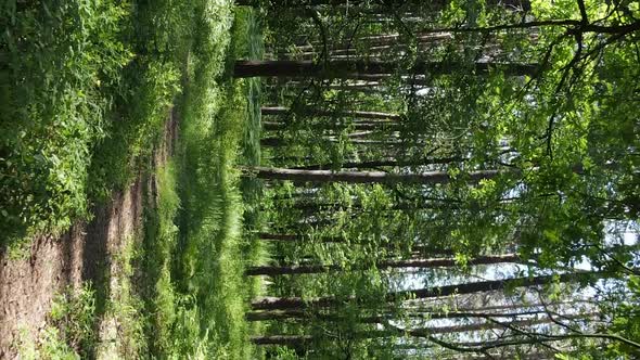 Vertical Video Aerial View Inside a Green Forest with Trees in Summer