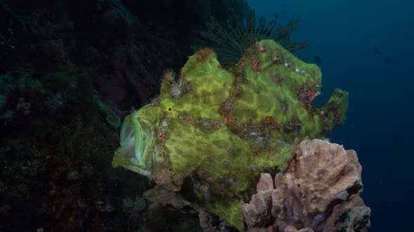 Giant frogfish open mouth. A wide shot of a giant frogfish stretching it's mouth on a coral reef.